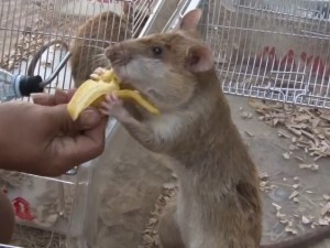 One rat receives a treat following a day's work
