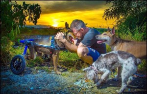 Man Fell In Love With Thailand’s Stray Dogs And Now Feeds 80 Every Day4
