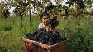A worker collects grapes in a plastic bin at Aythaya wine estate in Aythaya, near Taunggyi, the capital of northeastern Shan state, Myanmar