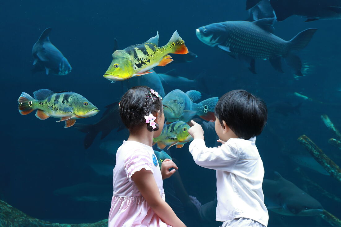 Giant aquarium opens at Central Phuket shopping centre - Inside Retail Asia